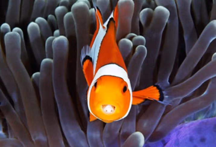 Su that kinh di sau buc anh chup dong vat dep me hon-Hinh-2