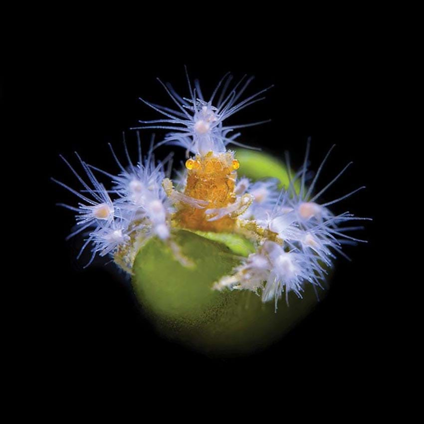 Khi đang lặn dưới biển, Tianhong Wang đã nhìn thấy con cua này và nó làm anh nhớ tới hình ảnh cô dâu trong chiếc váy cưới trắng lộng lẫy.