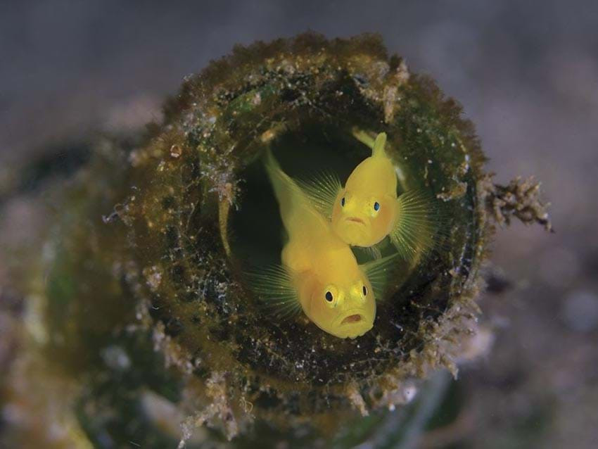 Hai chú cá này hẳn đã rất bất ngờ khi bị Minh Tran chụp ảnh.