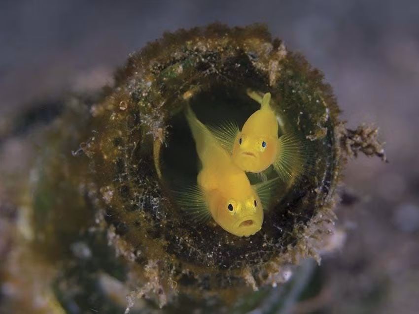 Hai chú cá này hẳn đã rất bất ngờ khi bị Minh Tran chụp ảnh.