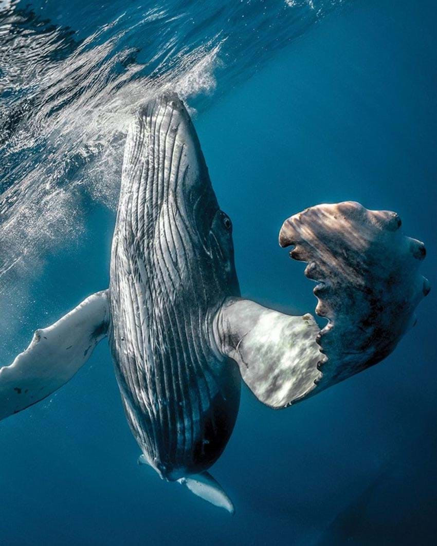 Karmen Jones-Cox chụp cá voi lưng gù.