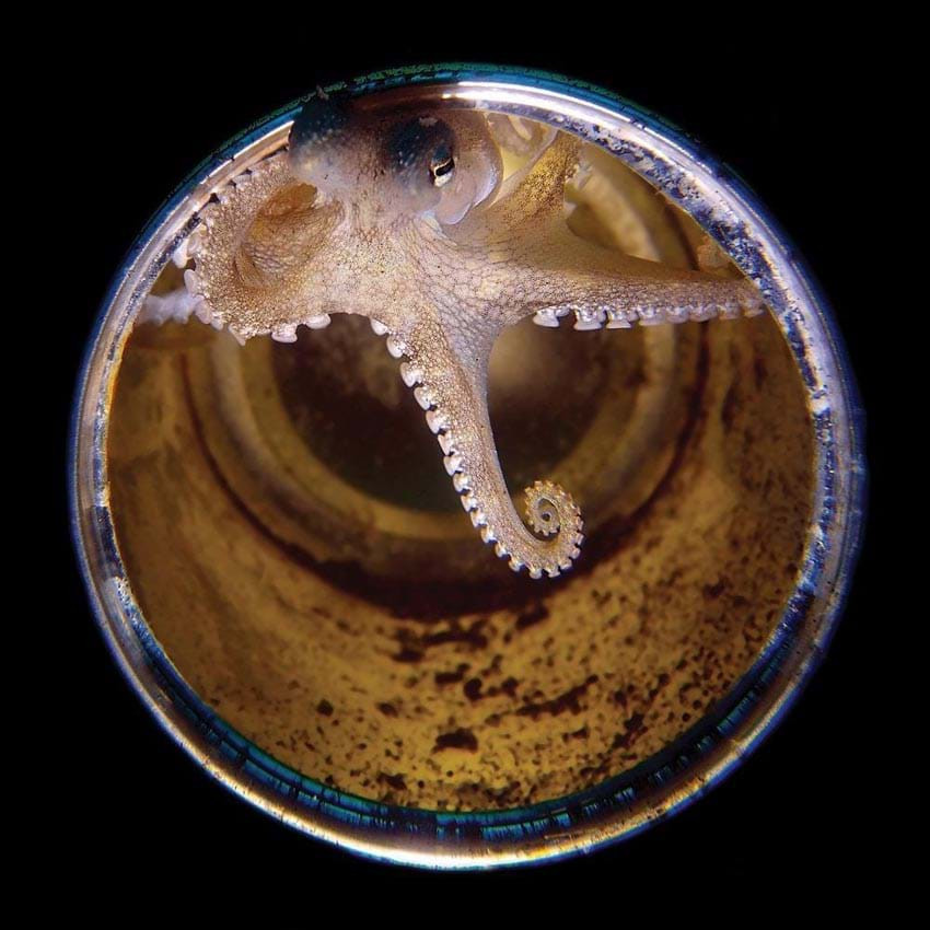 Yap Katumbal – Giải Nhì hạng mục ảnh chụp bằng máy du lịch ghi lại hình ảnh con bạch tuộc dừa dài chưa tới 2 inch.