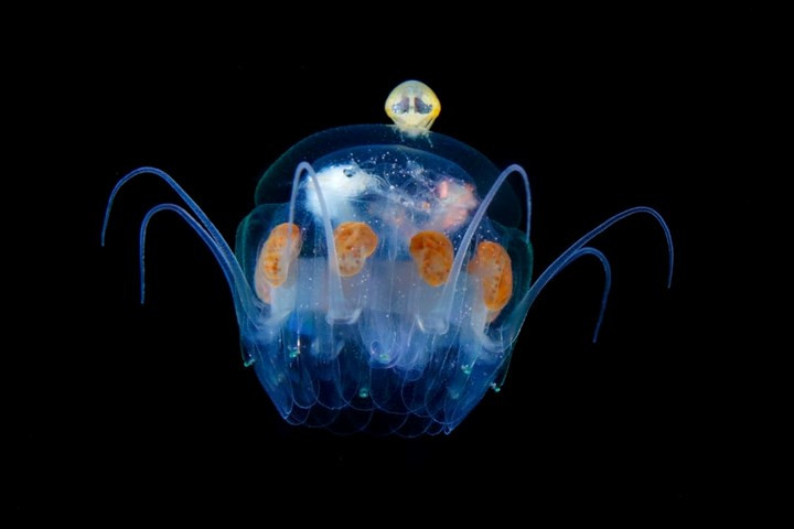 Cũng nhờ vậy mà chúng ta được chiêm ngưỡng những hình ảnh vừa đẹp vừa lạ của các sinh vật biển trong đêm./.