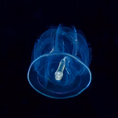 Từng chi tiết trong cơ thể của sinh vật biển hiện ra rõ nét nhờ hiệu ứng chụp đặc biệt.