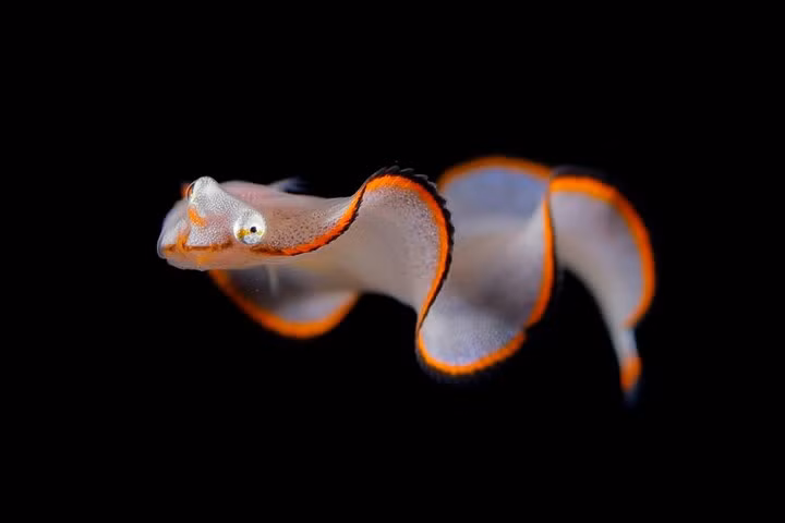 Ve dep day ma quai cua cac sinh vat bien trong dem