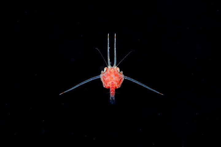 Lại là một chú cua biển.