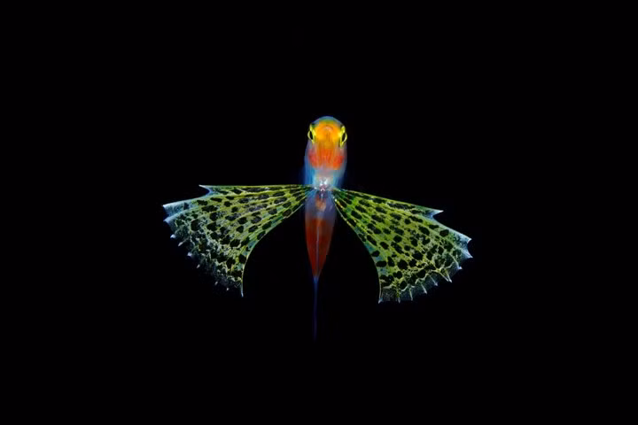 Chụp lại một bộ ảnh như thế này cũng là cả một sự kỳ công.