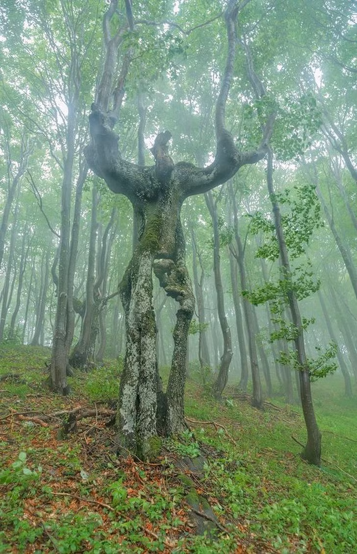 "Groot, cậu đó ư?"
