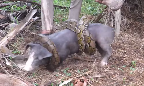 Canh tuong tran tan cong, nguoi giai cuu lon day kich tinh