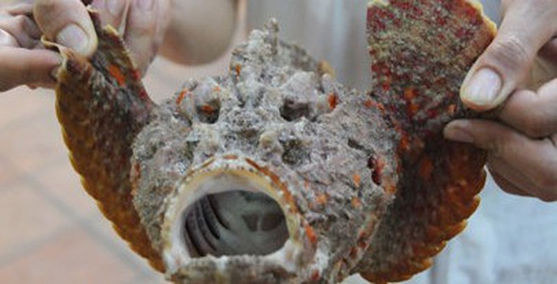 Loai ca nguy hiem tieu diet duoc ca ran bien cuc doc-Hinh-3