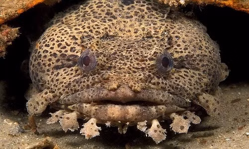 Loài cá nguy hiểm tiêu diệt được cả rắn biển cực độc Loai ca nguy hiem tieu diet duoc ca ran bien cuc doc