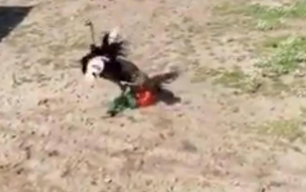 Nguoi bi da dieu danh tui bui vi tuong... tinh dich