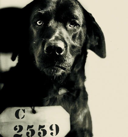 Su thuc chuyen cho linh an tu chung than vi giet 