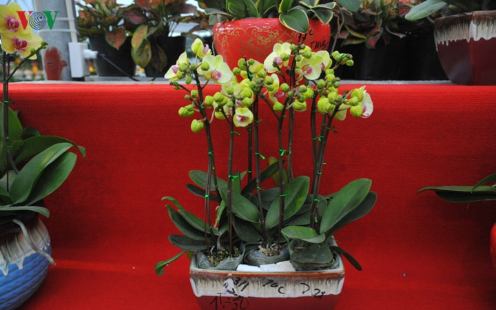 Hoa lan ưa thời tiết khô ráo, không hợp với tiết trời ẩm, nồm.