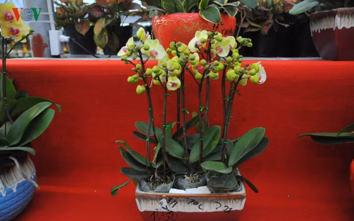 Hoa lan ưa thời tiết khô ráo, không hợp với tiết trời ẩm, nồm.