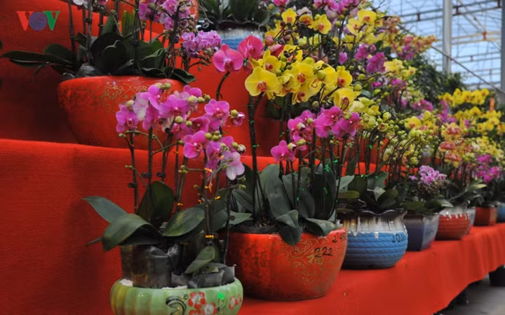 Khách mua lan về chơi Tết không phải chăm sóc cầu kỳ, chỉ cần xịt nước làm ẩm gốc, tránh nước vào bông.