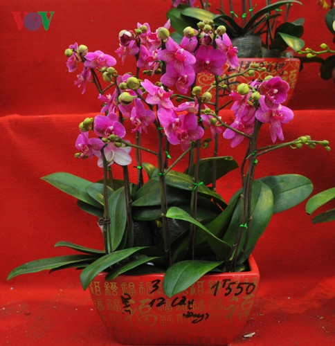 Mãn thiên hồng có 2 màu chủ yếu là hồng và vàng sọc.