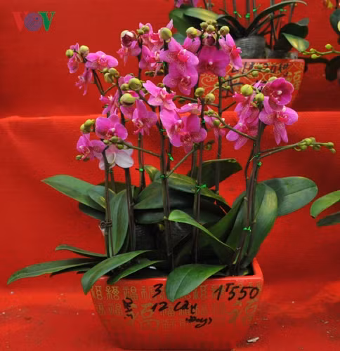 Mãn thiên hồng có 2 màu chủ yếu là hồng và vàng sọc.