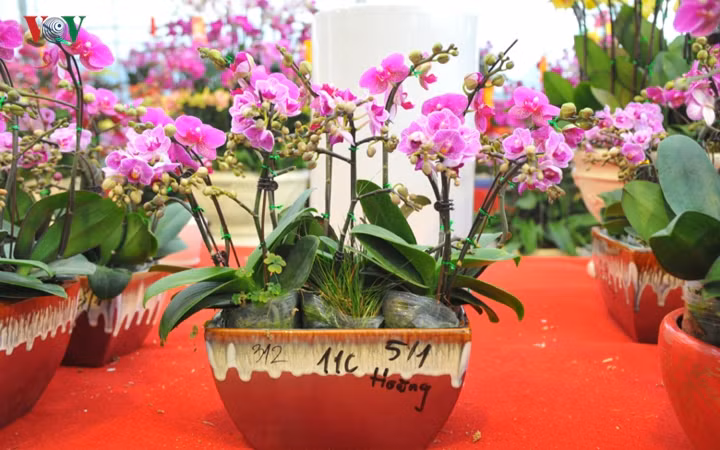 Giá của hoa lan mãn thiên hồng khoảng 100-200 nghìn đồng/cành.