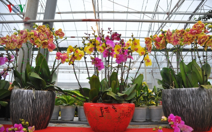 Hoa lan mãn thiên hồng có độ bền tương đương với lan hồ điệp, kéo dài khoảng 3 tháng.