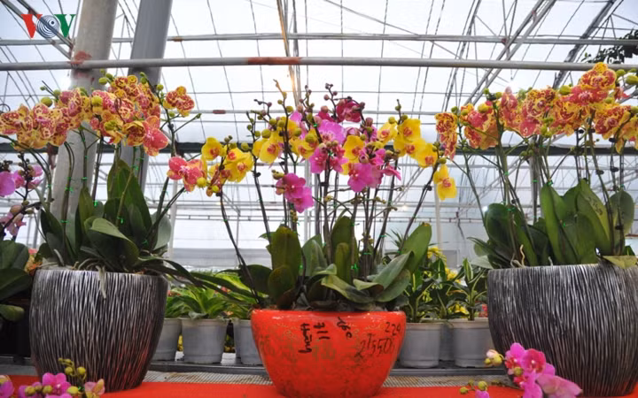 Hoa lan mãn thiên hồng có độ bền tương đương với lan hồ điệp, kéo dài khoảng 3 tháng.