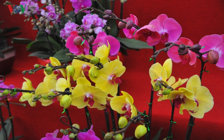 Một chậu lan hồ điệp có giá từ 1-3 triệu đồng.