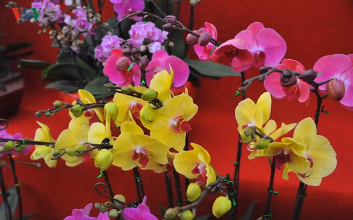 Một chậu lan hồ điệp có giá từ 1-3 triệu đồng.
