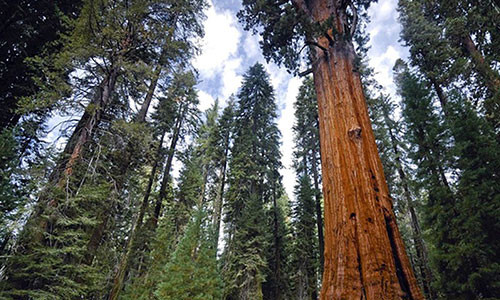 1. cây General Sherman: Loài cây sống thọ lâu đời này được tìm thấy ở Vườn quốc gia Sequoia tại California, Mỹ. Các chuyên gia nhận định, cây này có tuổi đời 2.500 năm. Đây cũng là một trong những cây lớn nhất thế giới.