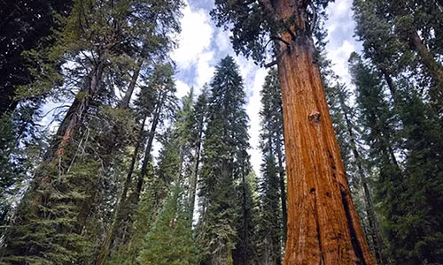 1. cây General Sherman: Loài cây sống thọ lâu đời này được tìm thấy ở Vườn quốc gia Sequoia tại California, Mỹ. Các chuyên gia nhận định, cây này có tuổi đời 2.500 năm. Đây cũng là một trong những cây lớn nhất thế giới.