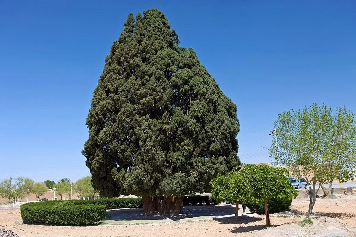 6. Cây Sarv-e Abarqu: Còn được gọi là Zoroastrian Sarv, Sarv-e Abarqu là một trong những cây lớn nhất thế giới. Được tìm thấy ở tỉnh Yazd ở Iran, cây được cho là đã sống qua buổi bình minh của nền văn minh nhân loại, tuổi đời khoảng 4.000 năm.