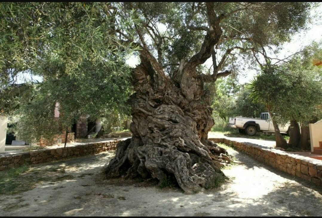 2. Cây ô liu Vouves: Được tìm thấy trên hòn đảo Hy Lạp của Hy Lạp, cây ô liu Vouves là một trong những cây ô liu lâu đời nhất trên thế giới. Ước tính nó khoảng từ 2.000 - 3.000 năm tuổi. Cây ô liu Vouves cổ thụ vẫn tạo ra những quả ô liu tuyệt vời, có chất lượng tốt nhất cho tới ngày nay.