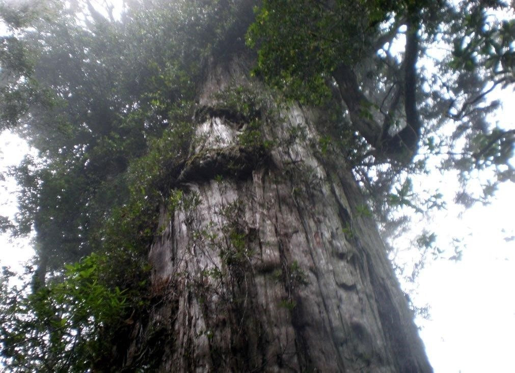 4. Cây Alerce: Có nguồn gốc từ vùng núi Andes, Alerce là tên gọi chung cho loài Fitzorya cupressoides. Hầu như tất cả những cây đó đều rất già nhưng còn tồn tại cho đến ngày nay. Hiện tại, cây đã 3.640 năm tuổi.