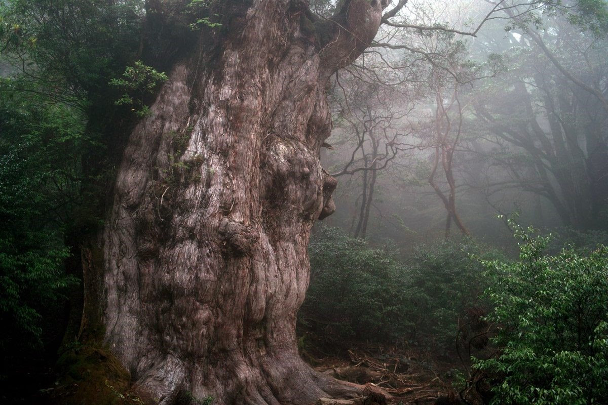 7. Cây Jōmon Sugi: Được tìm thấy trên một vùng di sản thế giới của UNESCO ở Yakushima, Nhật Bản, cây Jōmon Sugi là một trong những cây lâu đời nhất và lớn nhất trên thế giới. Các chuyên gia dự đoán cây này đã hơn 5.000 năm tuổi, cây Sugi Jōmon rất có thể già hơn cây cổ thụ lớn nhất mà con người biết đến, Methuselah.