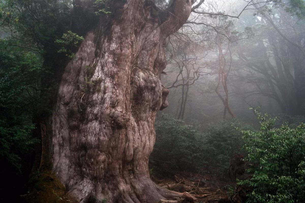 7. Cây Jōmon Sugi: Được tìm thấy trên một vùng di sản thế giới của UNESCO ở Yakushima, Nhật Bản, cây Jōmon Sugi là một trong những cây lâu đời nhất và lớn nhất trên thế giới. Các chuyên gia dự đoán cây này đã hơn 5.000 năm tuổi, cây Sugi Jōmon rất có thể già hơn cây cổ thụ lớn nhất mà con người biết đến, Methuselah.