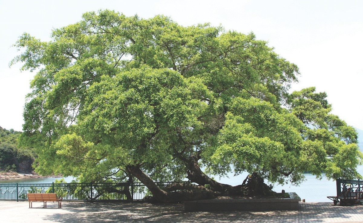 5. Cây Llangernyw Yew: Được tìm thấy trong khuôn viên nhà thờ nhỏ ở làng Llangernyw, phía bắc xứ Wales và được trồng vào thời kỳ đồ đồng, cây Llangernyw Yew có tuổi đời khoảng 4.000 năm. Điều ấn tượng hơn nữa là cây này vẫn đang phát triển cho đến ngày nay.