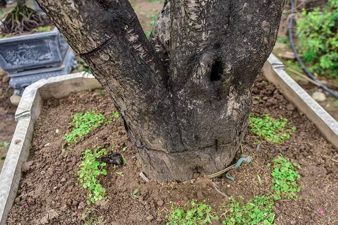 Gốc đào cổ thụ lâu năm to, khỏe, chắc tôn thế phía thân, cành.