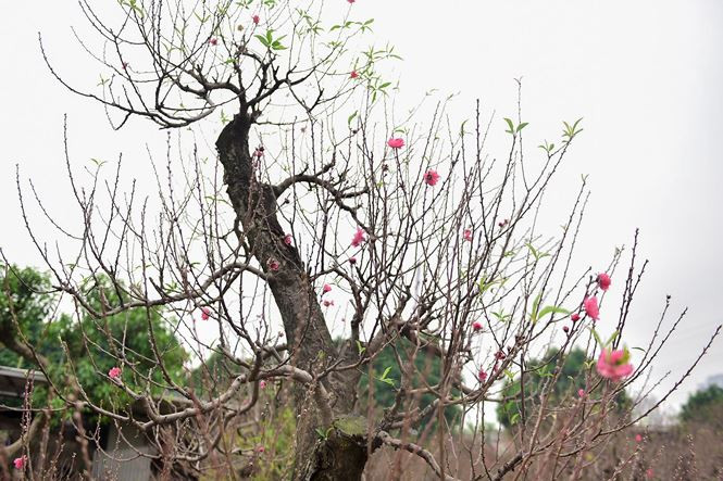 Giá cho thuê dịp Tết với gốc đào cổ thụ khoảng 100 triệu đồng/cây.