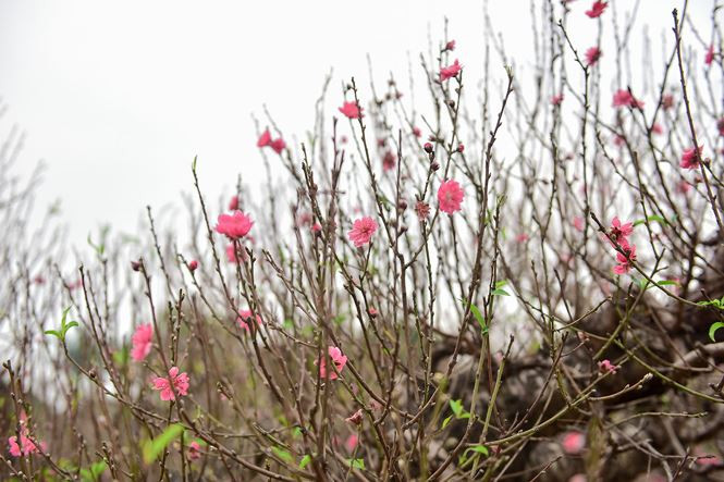 Gốc đào cổ thụ khỏe, dáng đẹp cùng với hoa cành, chồi non có giá hàng trăm triệu vẫn "thách thức" đại gia trong dịp Tết Âm lịch năm nay.