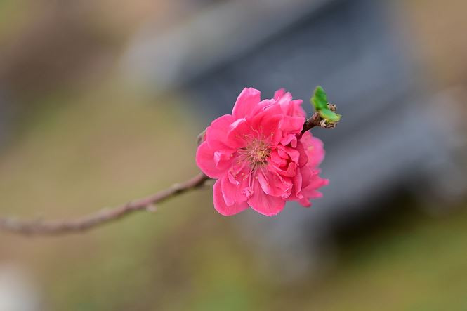 Hoa đào từ gốc cổ thụ có màu hồng không quá đậm nhưng đủ sắc khoe, mang đậm hình ảnh Tết.