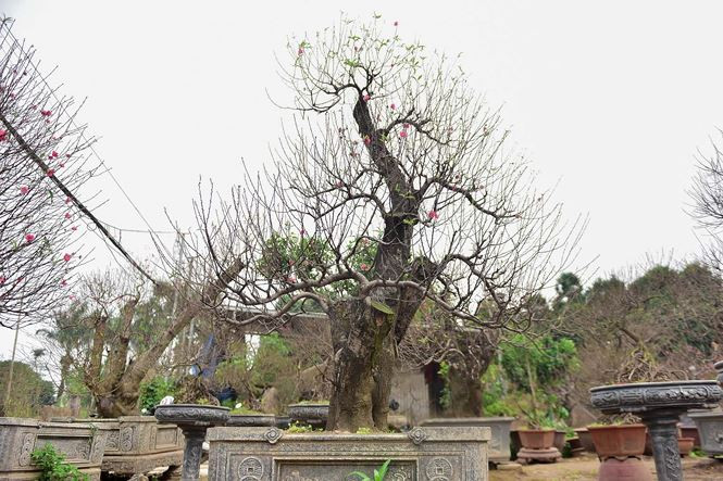 Mỗi gốc đào cổ thụ có giá bán khác nhau tùy vào hình dáng, kích thước và độ tuổi. Với gốc đào 40 tuổi dáng đẹp có giá hơn 250 triệu đồng.