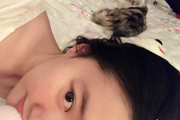 Lưu Diệc Phi được cho là đang nuôi đến hàng chục con mèo trong nhà.