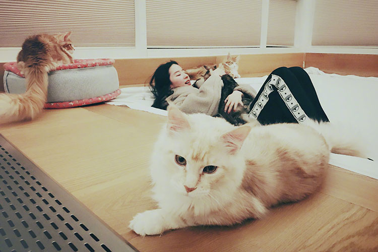 Ở nhà, mỹ nhân của làng giải trí xứ Trung chơi đùa cùng những chú mèo cưng.