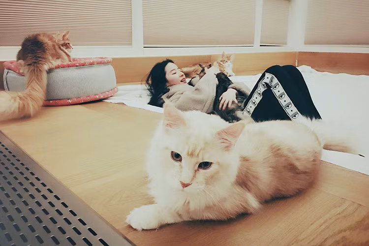 Ở nhà, mỹ nhân của làng giải trí xứ Trung chơi đùa cùng những chú mèo cưng.