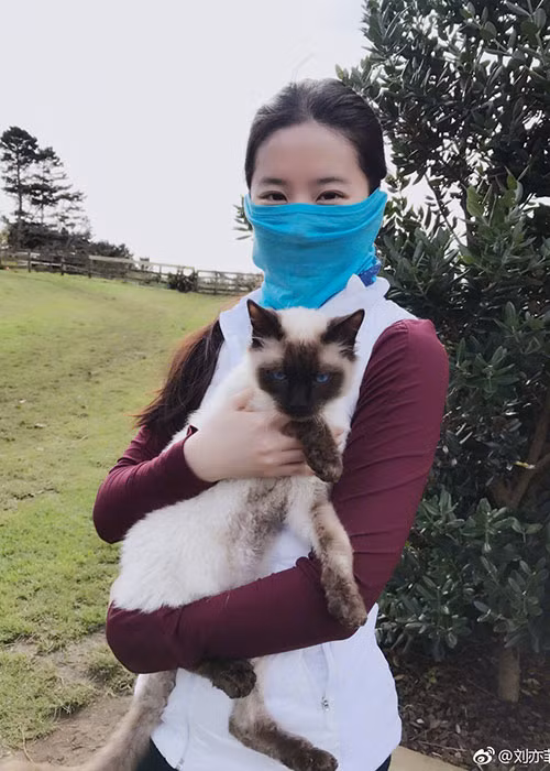 Nữ diễn viên thường xuyên khoe những chú mèo mà cô coi là bạn thân.