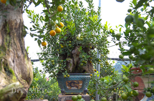 Anh Nguyễn Hoàng Nam (một người chơi cây cảnh lâu năm tại Hà Nội) chia sẻ khi ngắm nhìn những cây quất gỗ lũa: "Chơi cây, chơi hoa có rất nhiều điểm khá cầu kỳ. Cây đẹp là một phần, chọn được kệ gỗ, chậu đẹp, hình dáng lạ mắt, thậm chí cổ quái thì cả bộ sẽ càng giá trị. Những gốc gỗ lũa có kiểu dáng cầu kỳ, thế đẹp bao giờ cũng đắt, thậm chí có những kệ đắt hơn cả tiền hoa, tiền cây. Mỗi tác phẩm đẹp xấu đều phụ thuộc vào con mắt thẩm mỹ và sự sáng tạo, kỹ thuật của người trồng".