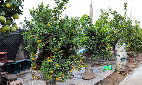 Thay vì trồng quất vào các bình, chậu truyền thống, một nhà vườn đã sáng tạo chúng thành một tác phẩm lạ mắt, độc đáo hơn khi ghép quất cùng với gỗ lũa.