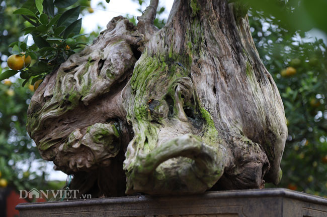 Được biết, gỗ lũa là phần lõi ở gốc của các cây cổ thụ khô sau khi bị chết. Đặc trưng của gỗ lũa là nó rất cứng và không bao giờ bị mối mọt xâm hại nên thường được dùng ghép lan và một số loài hoa khác.