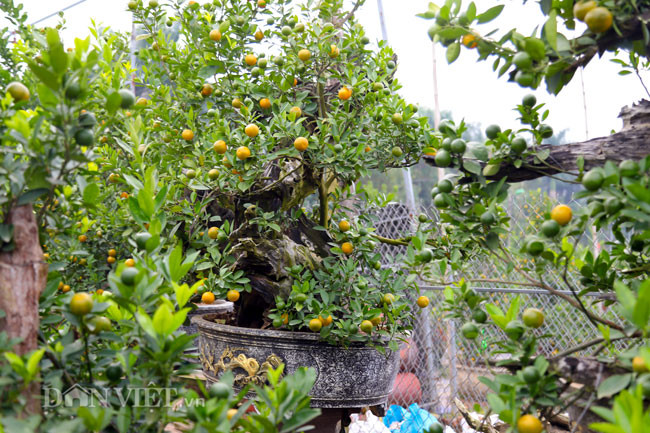 Một kệ gỗ lũa ghép quất hình dáng uyển chuyển, cổ quái có giá hàng chục triệu đồng.