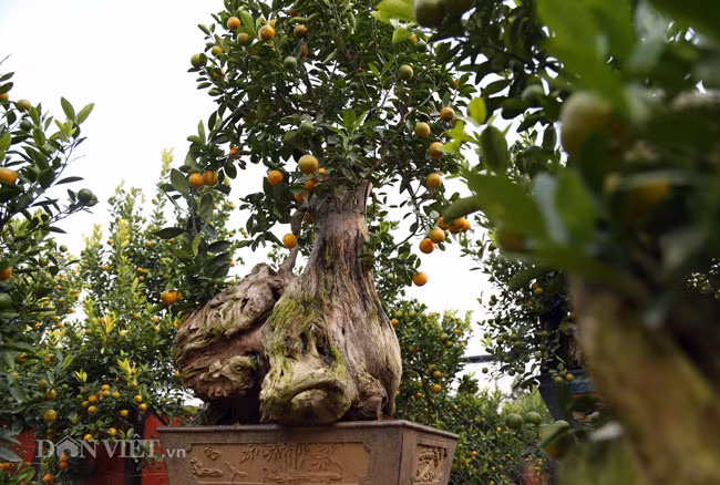 Cũng theo chủ nhà vườn quất ghép gỗ này, năm nay do thời tiết thuận lợi nên quất sẽ chín rộ đẹp nhất vào đúng dịp Tết Âm lịch, vừa đến độ đẹp nhất để chơi Tết.