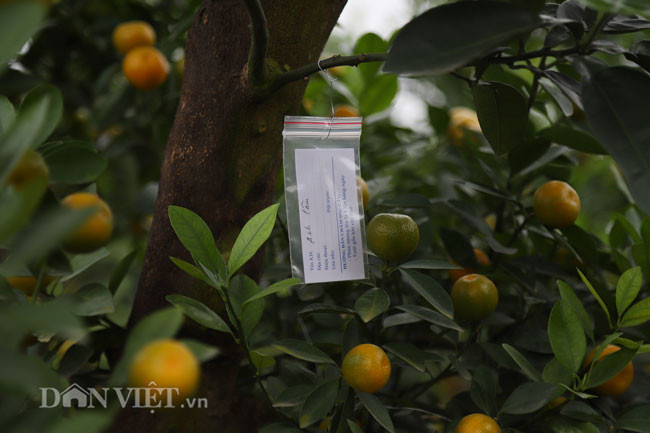 Sự độc đáo, mới mẻ của những cây quất ghép gỗ lũa chơi Tết thu hút sự chú ý của nhiều vị khách khi đến tham quan vườn. Có nhiều người đã mua và gửi lại nhờ nhà vườn chăm sóc chờ gần Tết mới mang về.